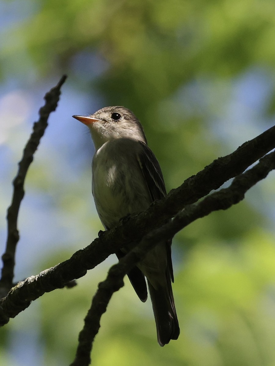 Eastern Wood-Pewee - ML620149283