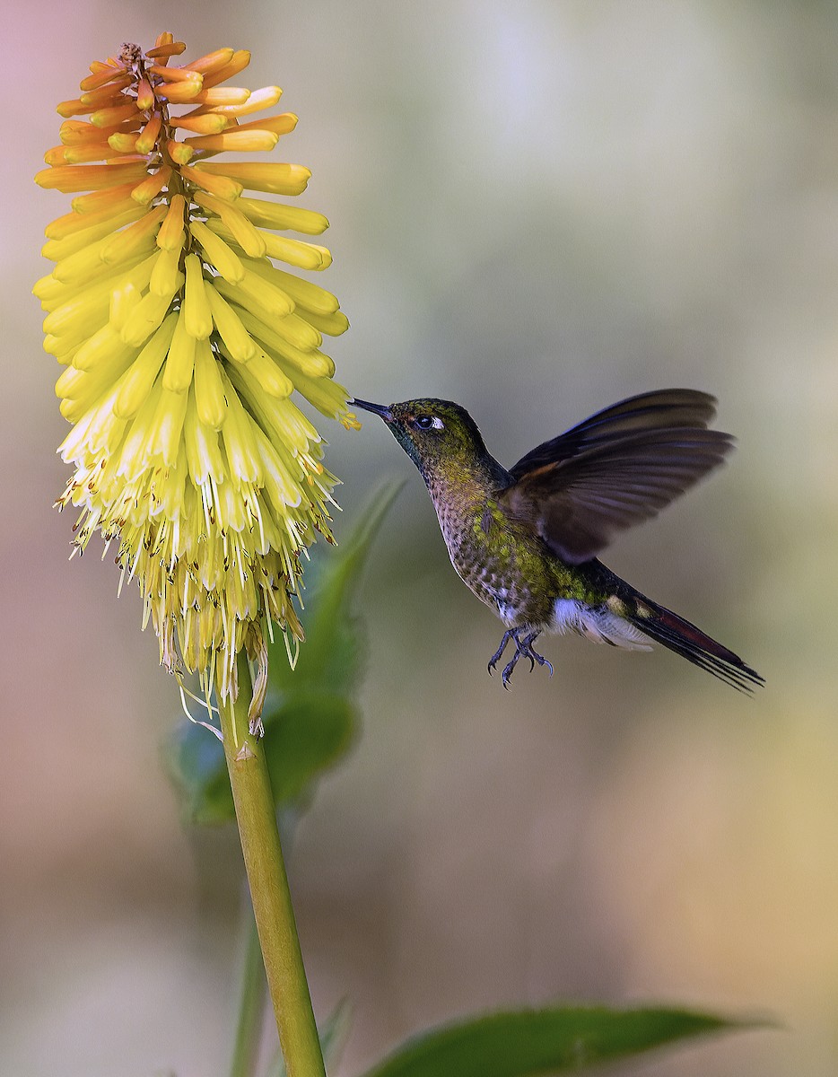 kolibřík dřišťálový - ML620149286