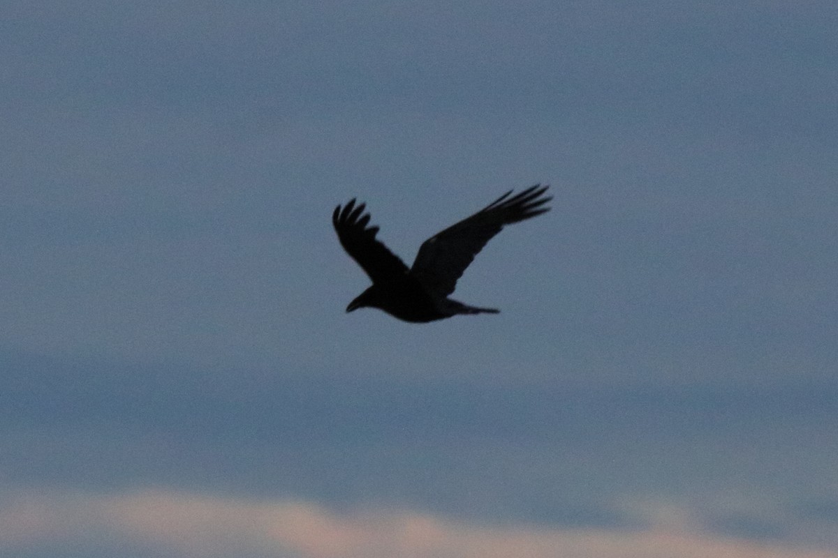 Common Raven - ML620149289