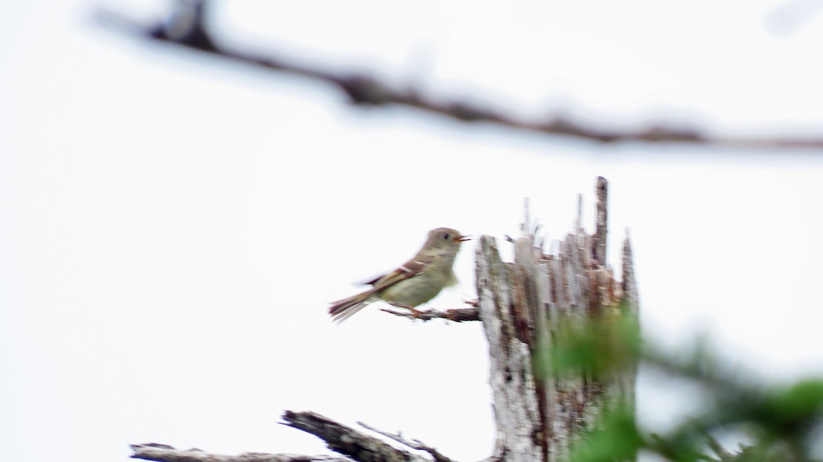 Ruby-crowned Kinglet - ML620149299