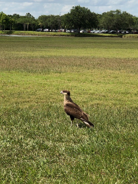 Crested Caracara - ML620149302