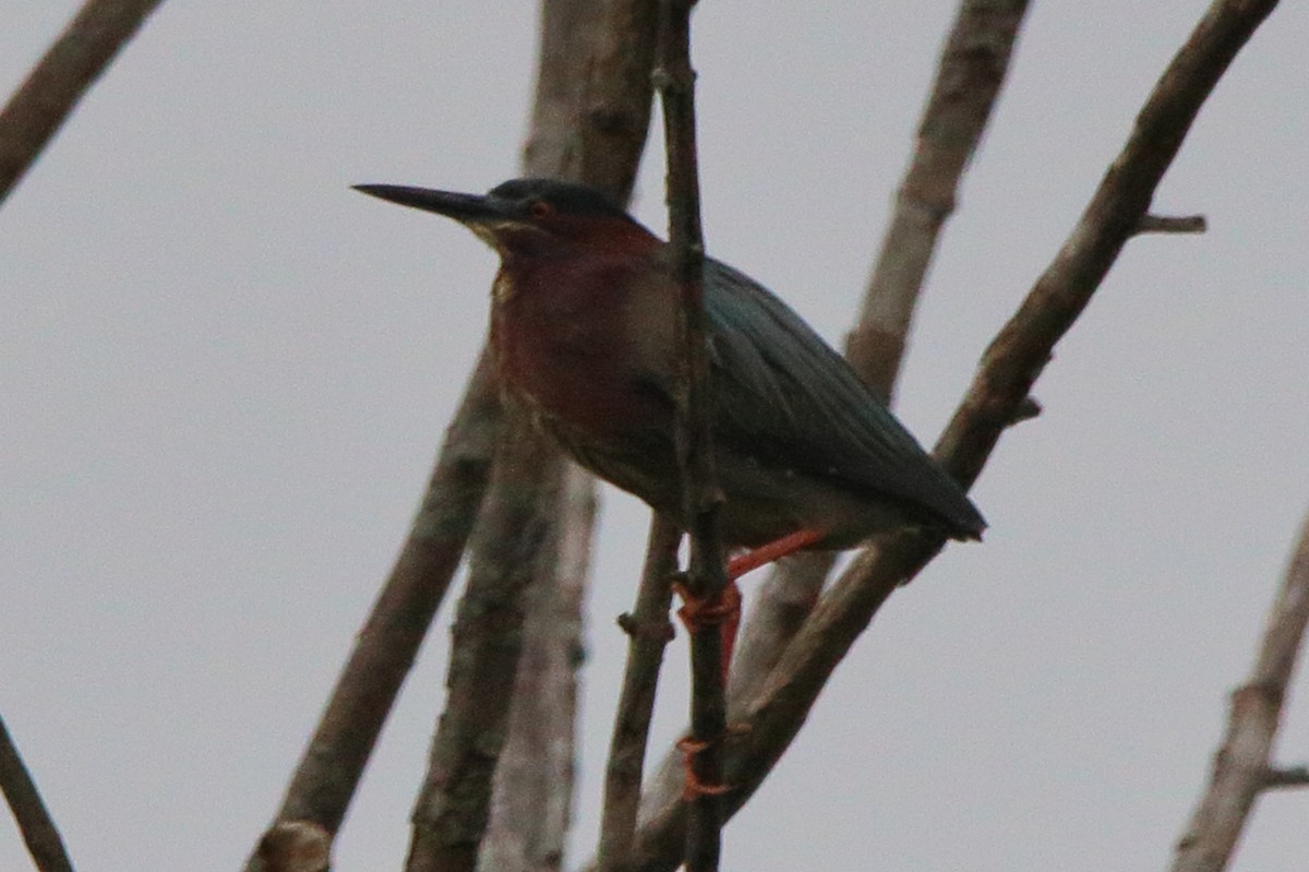 Green Heron - ML620149309