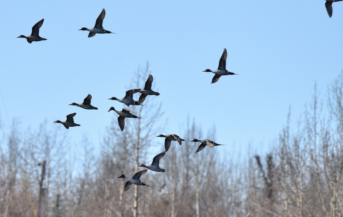 Northern Pintail - ML620149312