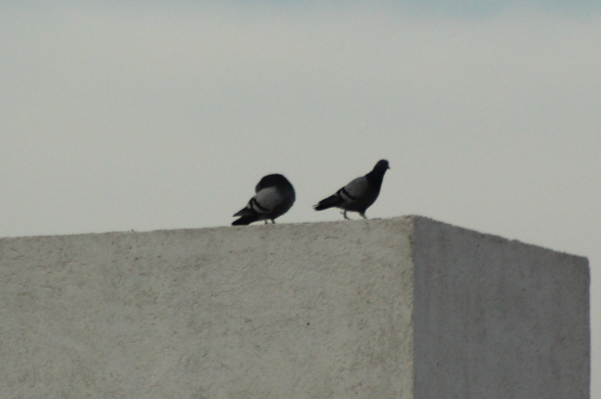 Rock Pigeon (Feral Pigeon) - ML620149322