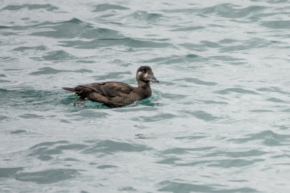 Surf Scoter - ML620149326