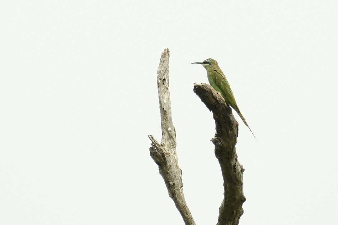 Blue-cheeked Bee-eater - ML620149356