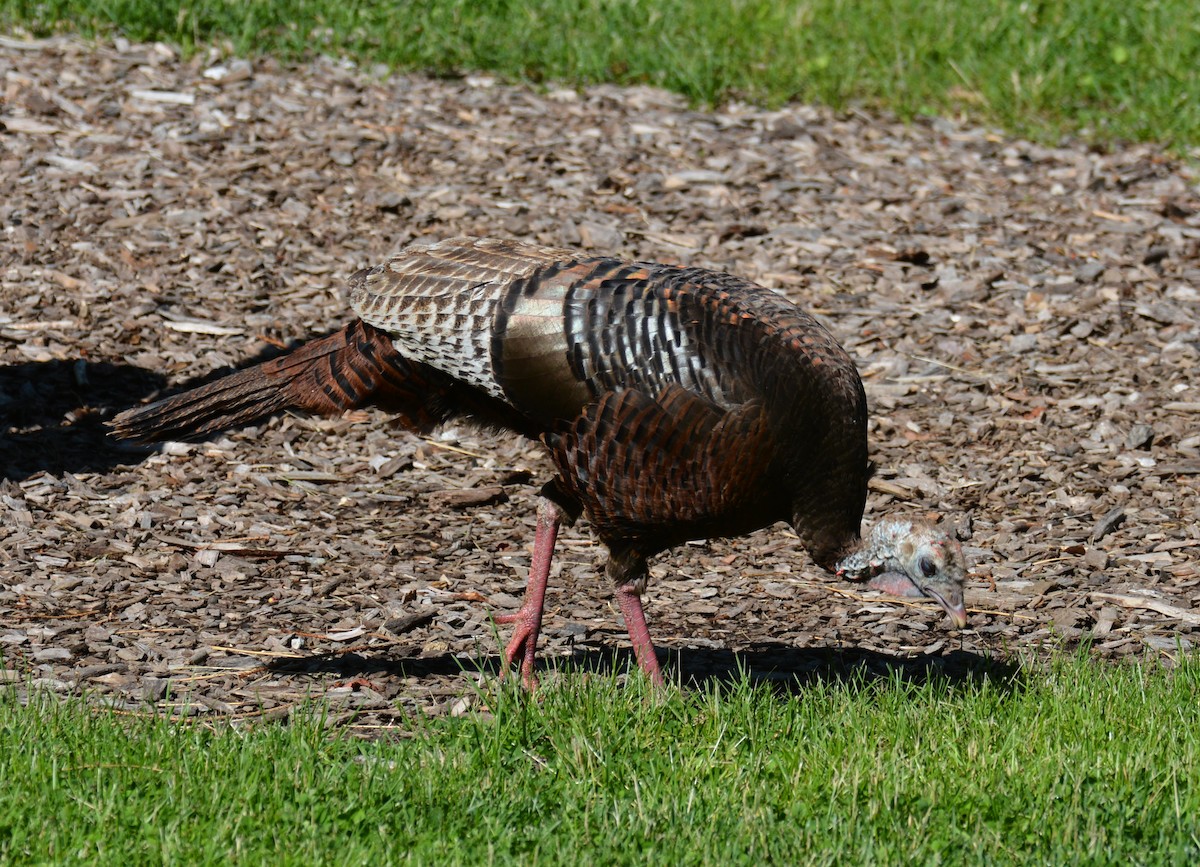 Guajolote Gallipavo - ML620149374