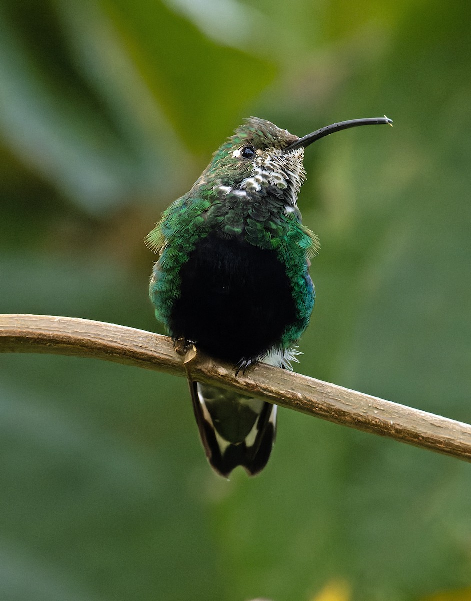 kolibřík aksamitový - ML620149375