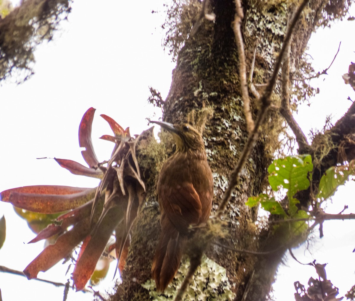 Strong-billed Woodcreeper - ML620149383
