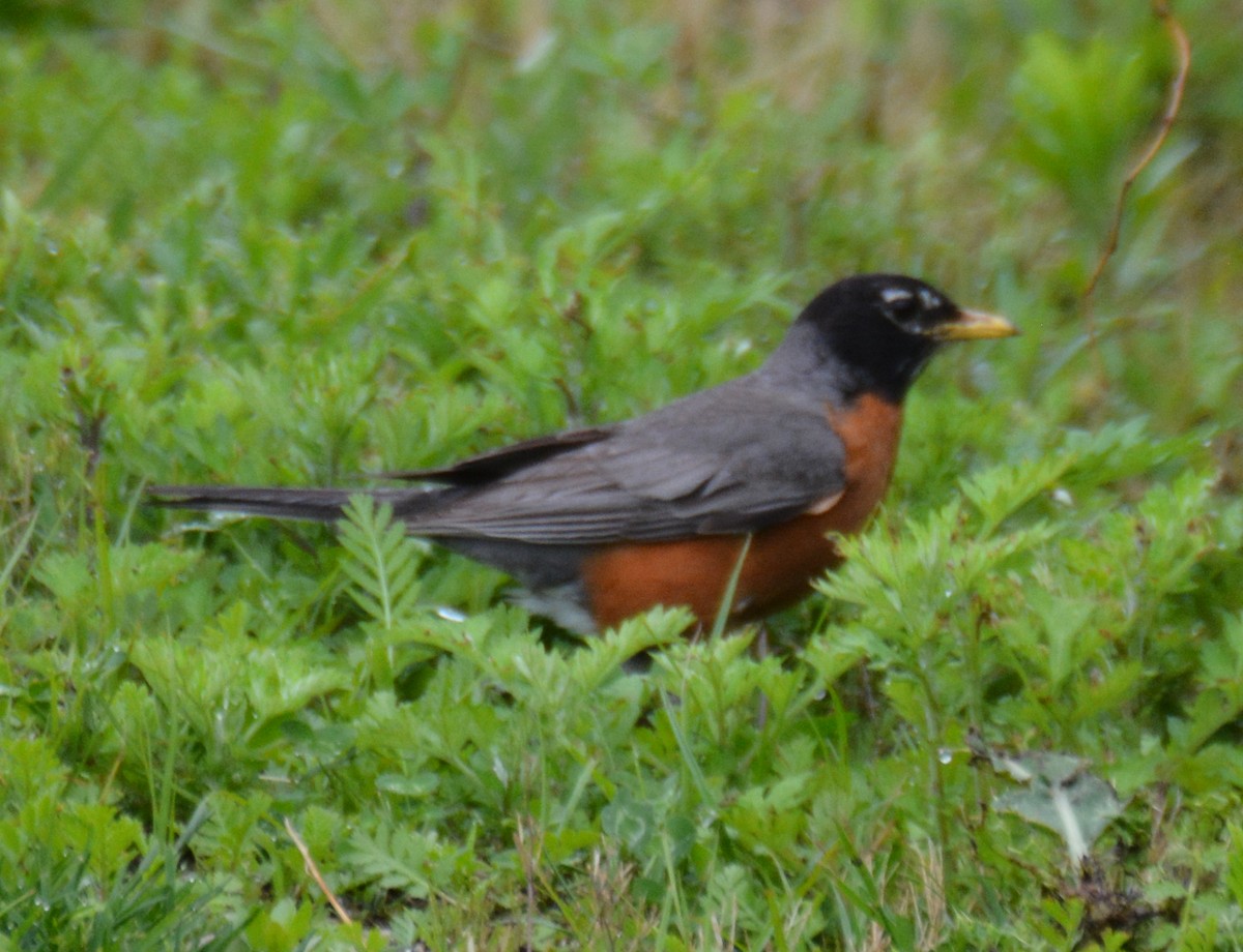 American Robin - ML620149413