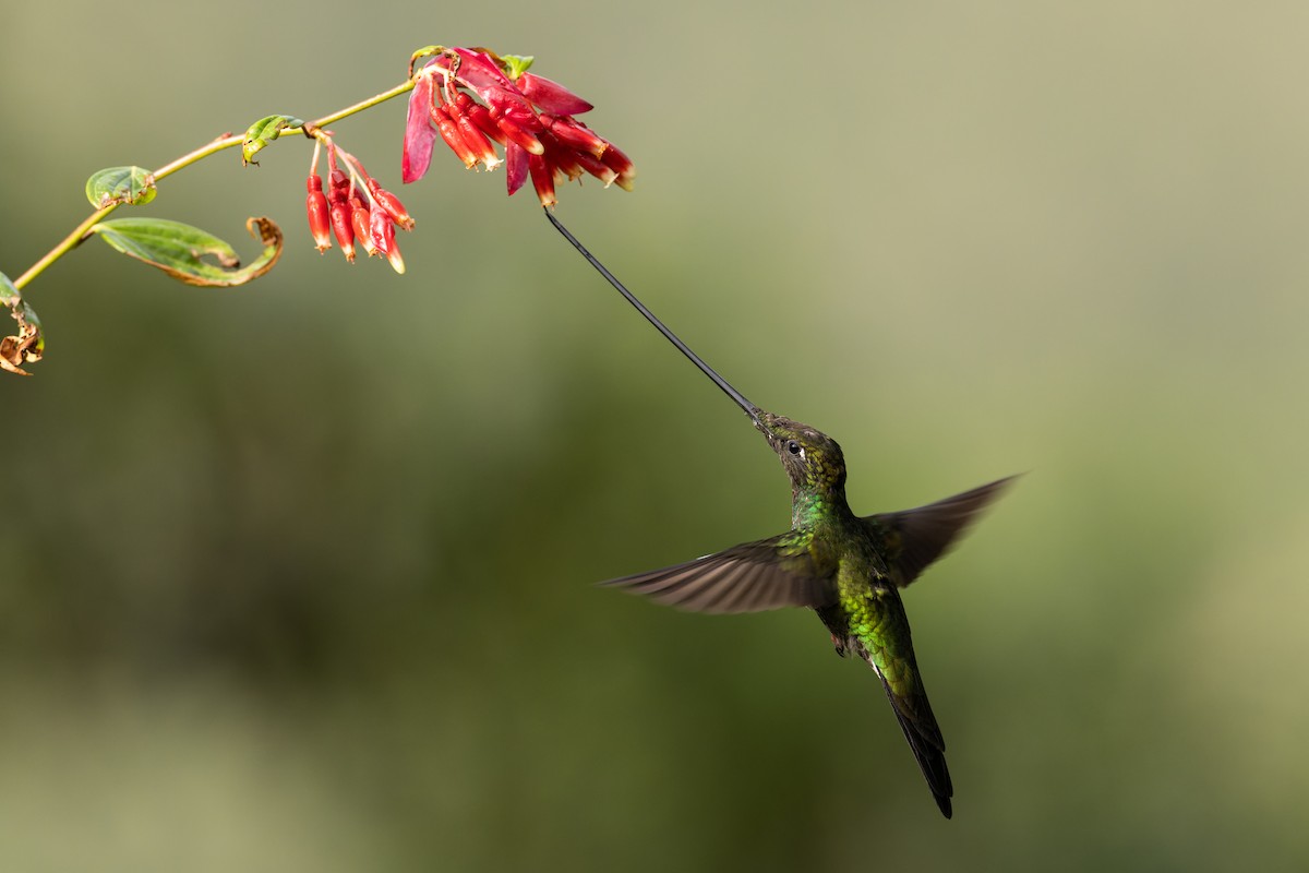 Sword-billed Hummingbird - ML620149418