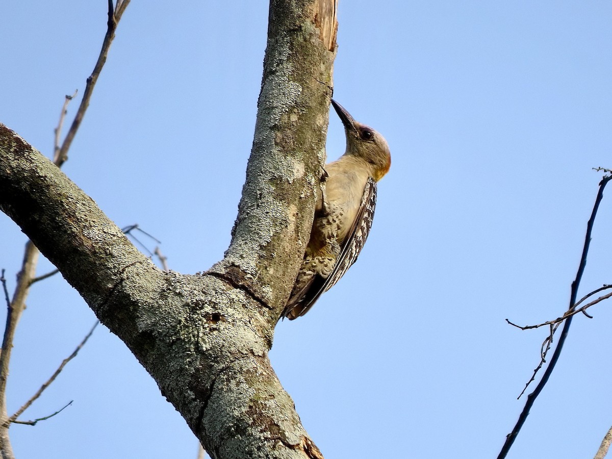 Hoffmann's Woodpecker - ML620149420