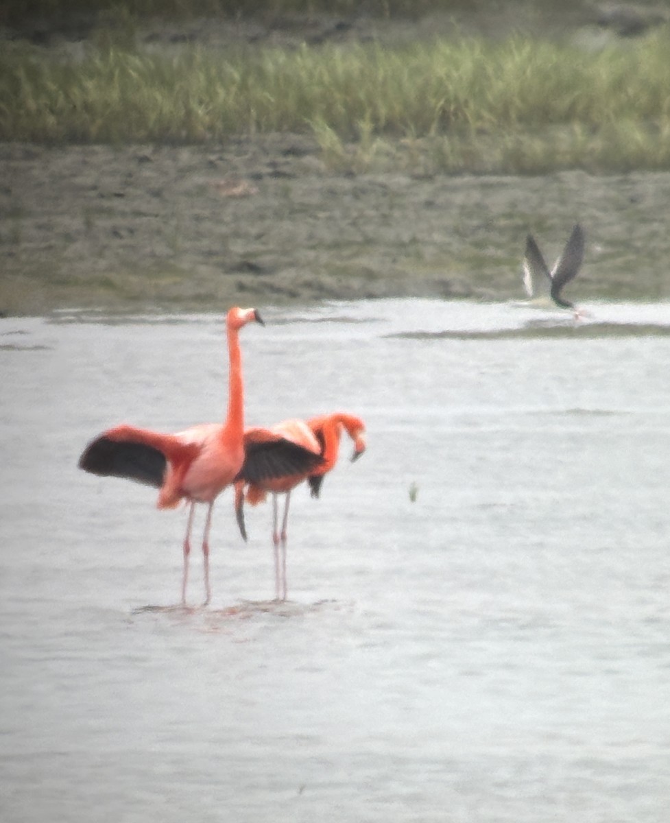 American Flamingo - ML620149422