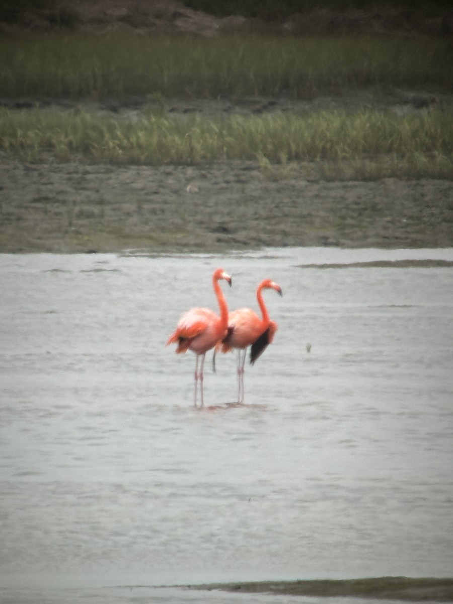 Amerika Flamingosu - ML620149423