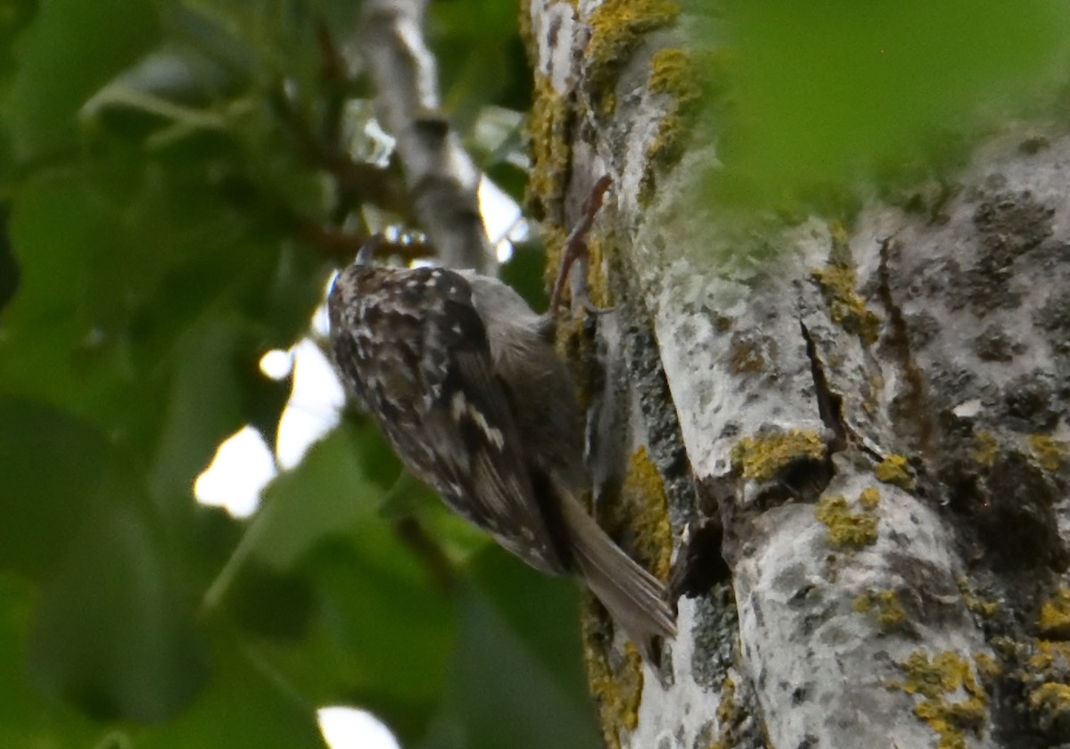 Short-toed Treecreeper - Mu Sano