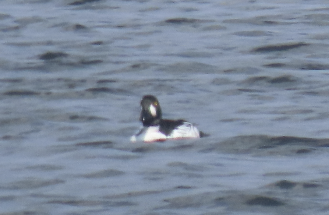 Common Goldeneye - ML620149439