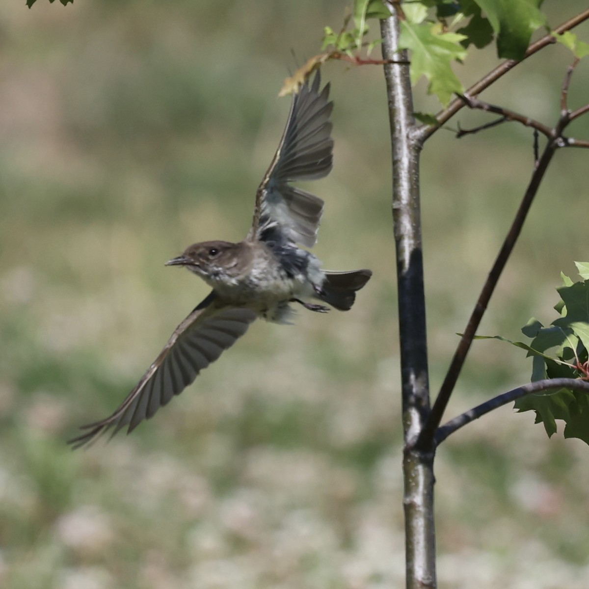 Eastern Phoebe - ML620149440