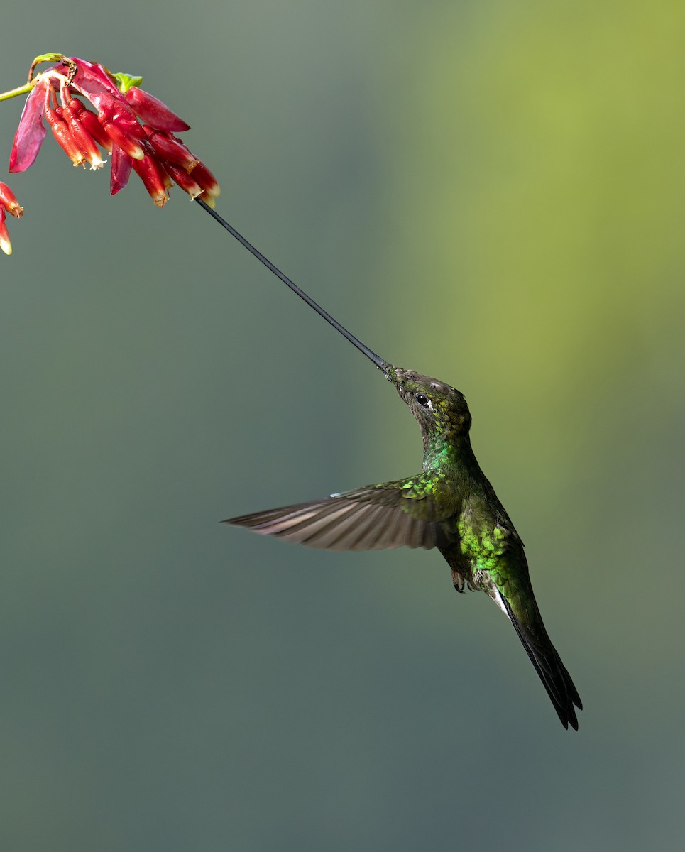 Sword-billed Hummingbird - ML620149444