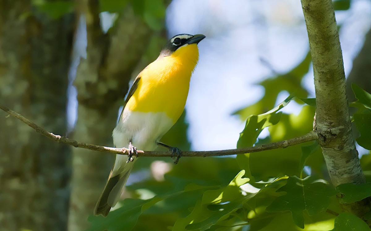 Yellow-breasted Chat - ML620149447