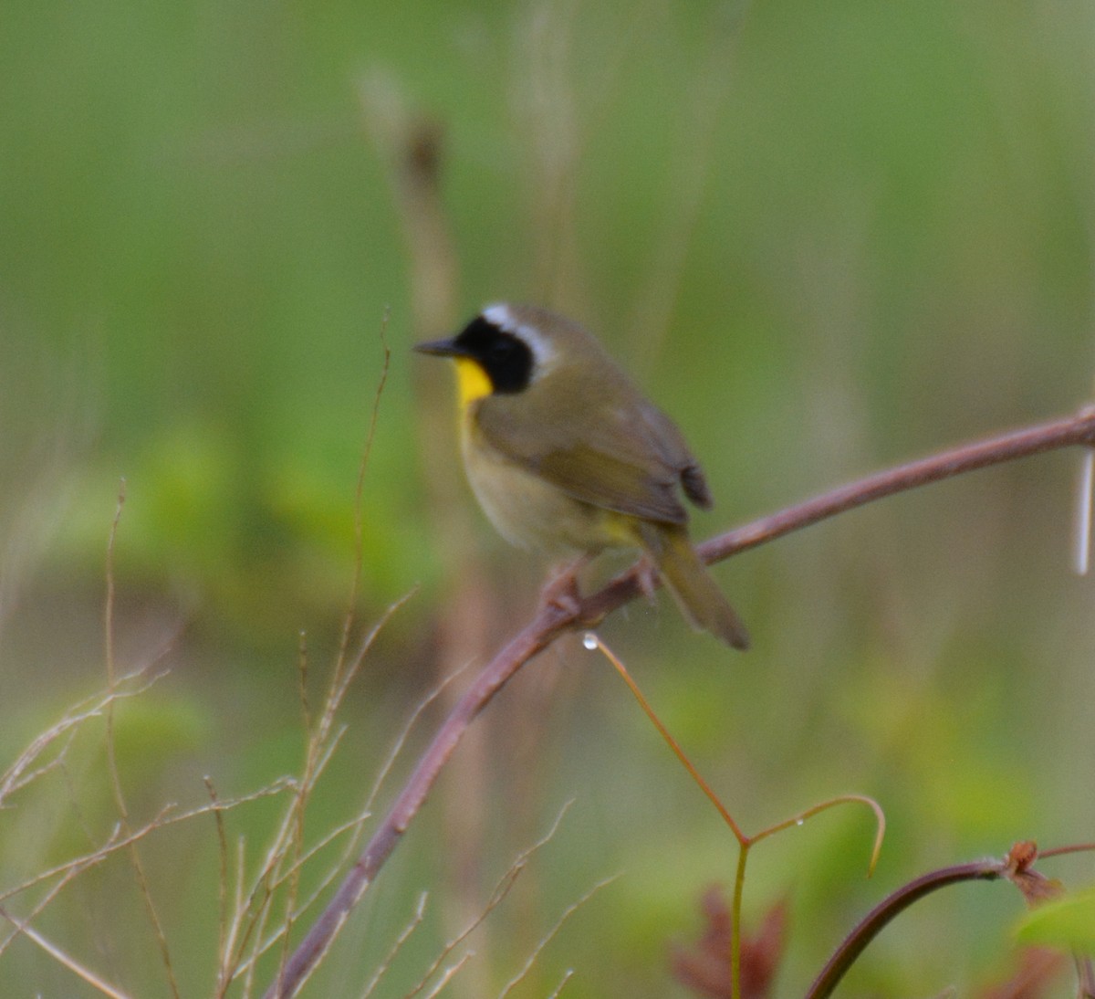 Common Yellowthroat - ML620149449