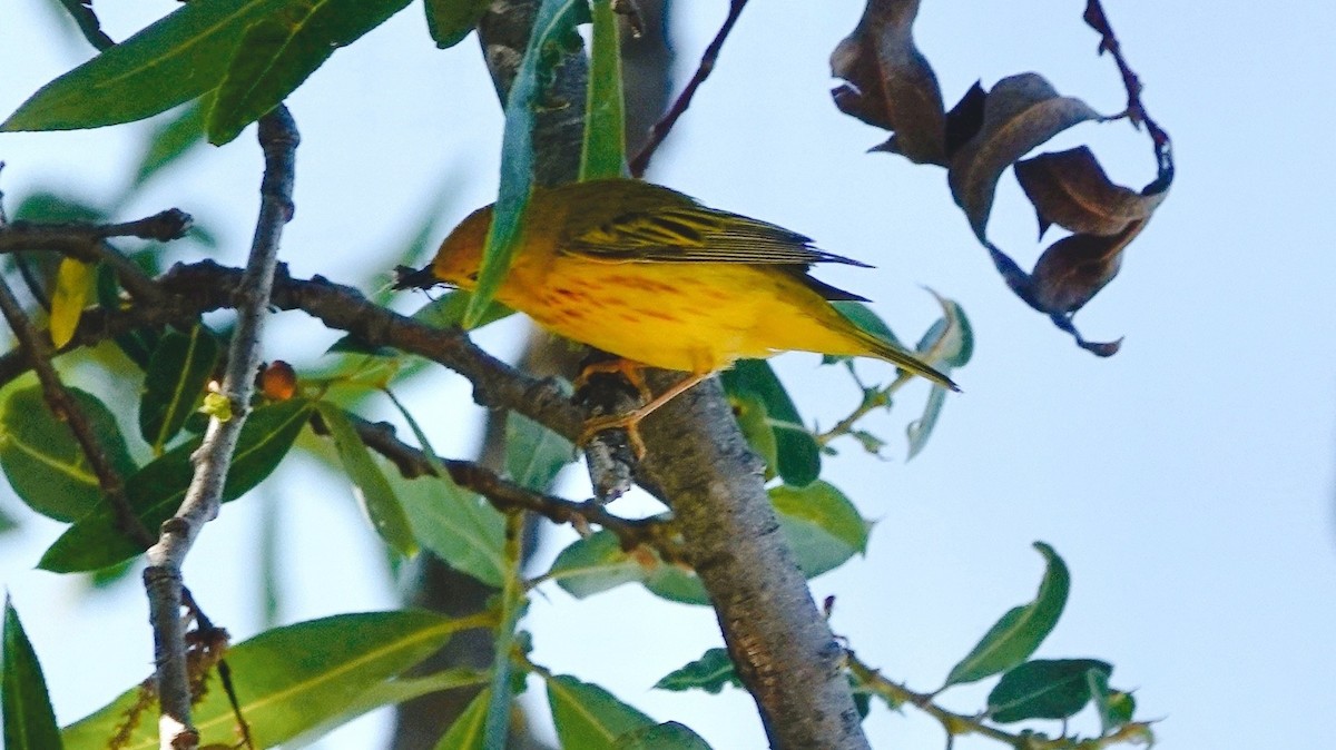 Yellow Warbler - ML620149469