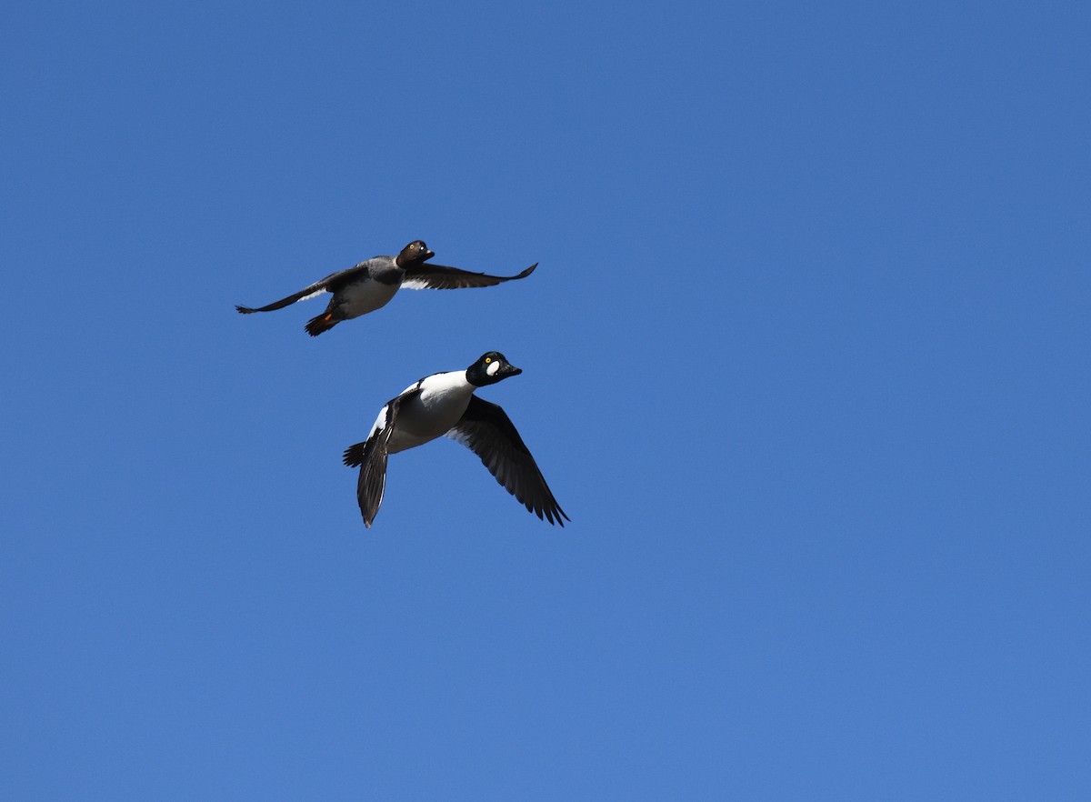 Common Goldeneye - ML620149472