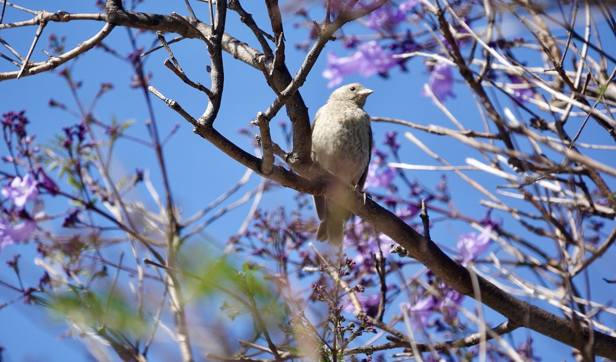 Brown-headed Cowbird - ML620149473