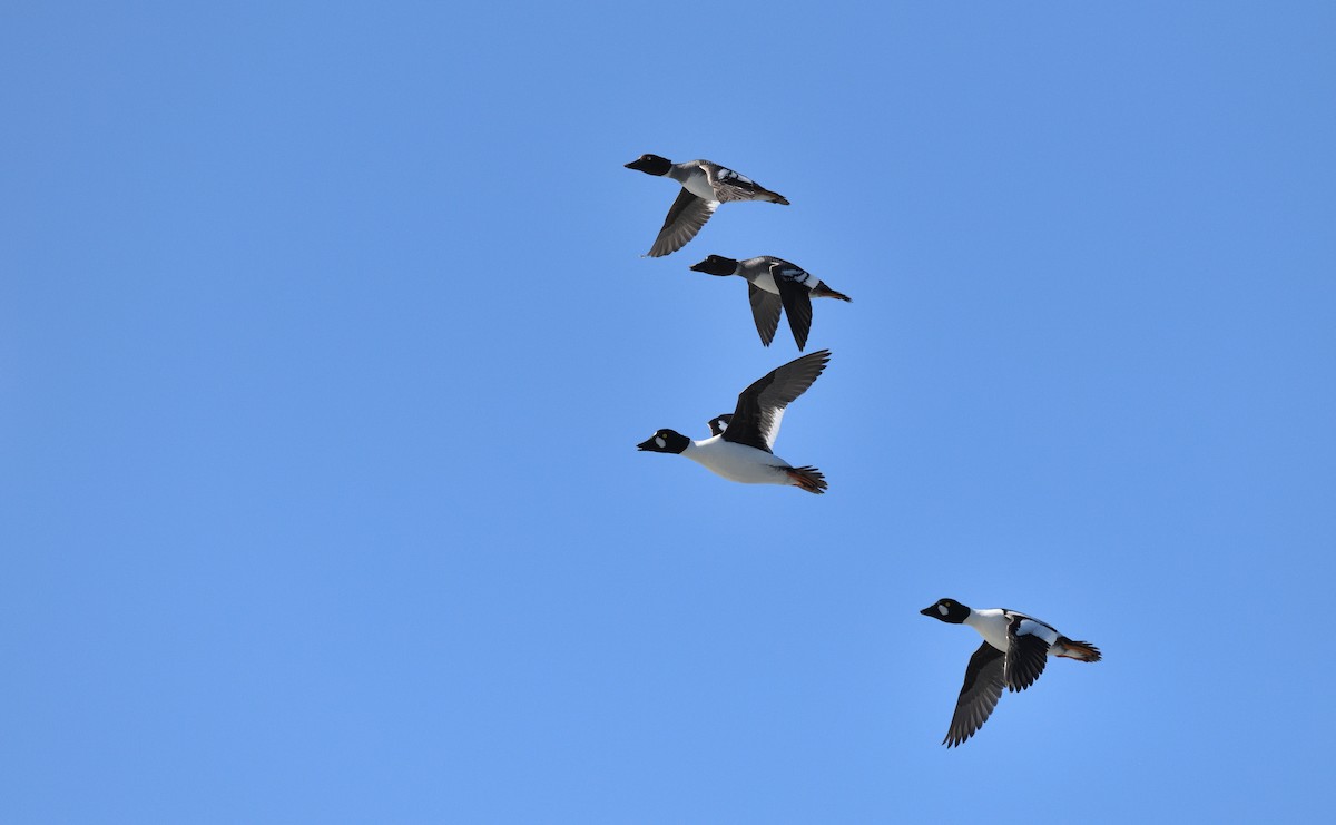 Common Goldeneye - ML620149478