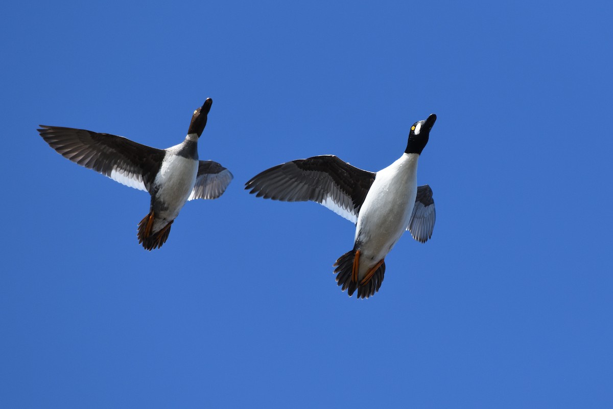 Common Goldeneye - ML620149480