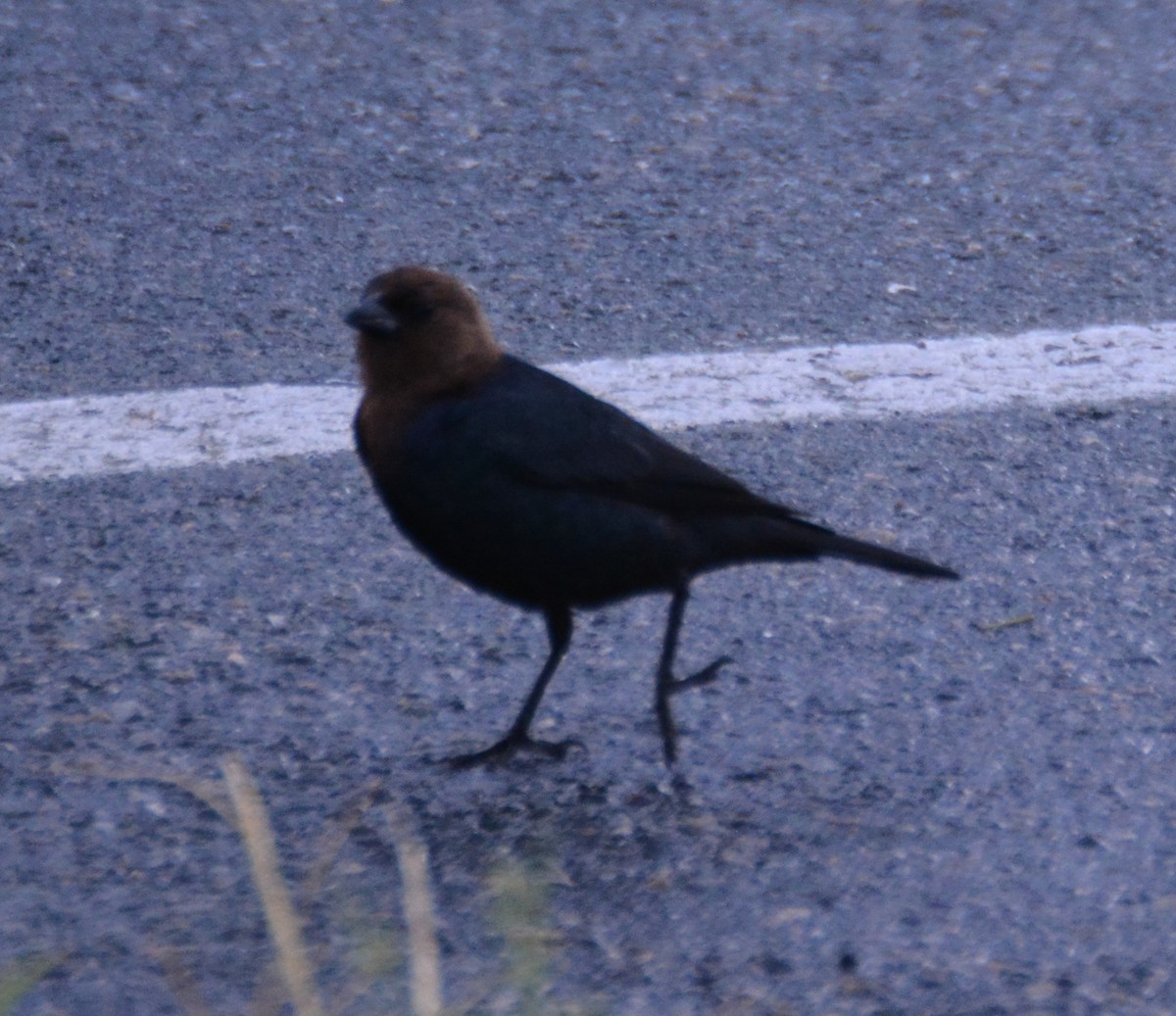 Brown-headed Cowbird - ML620149481