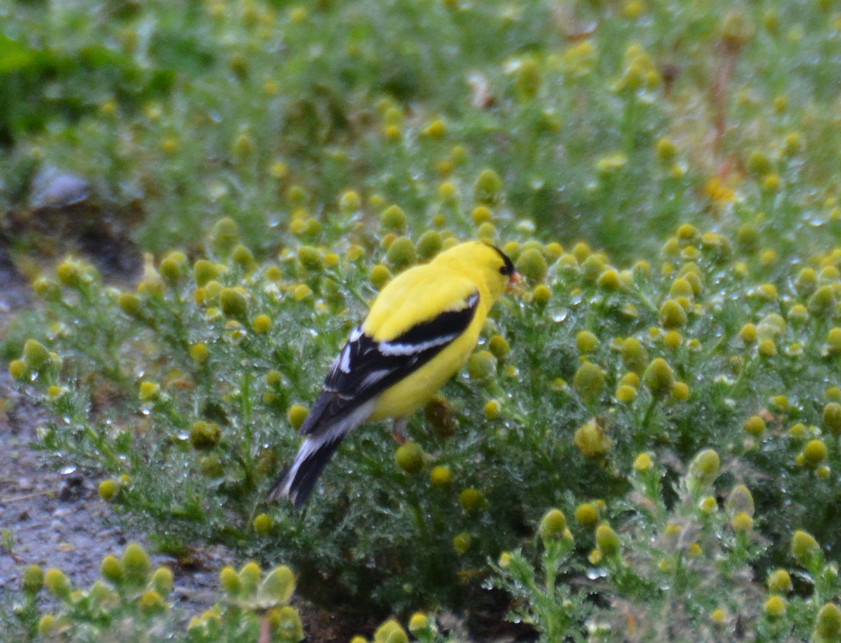 American Goldfinch - ML620149487