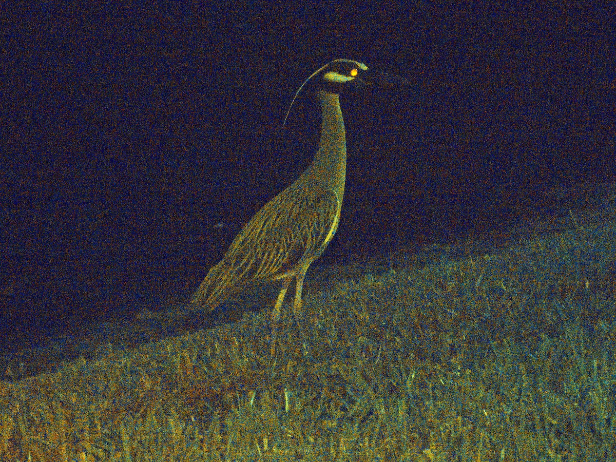 Yellow-crowned Night Heron - ML620149488