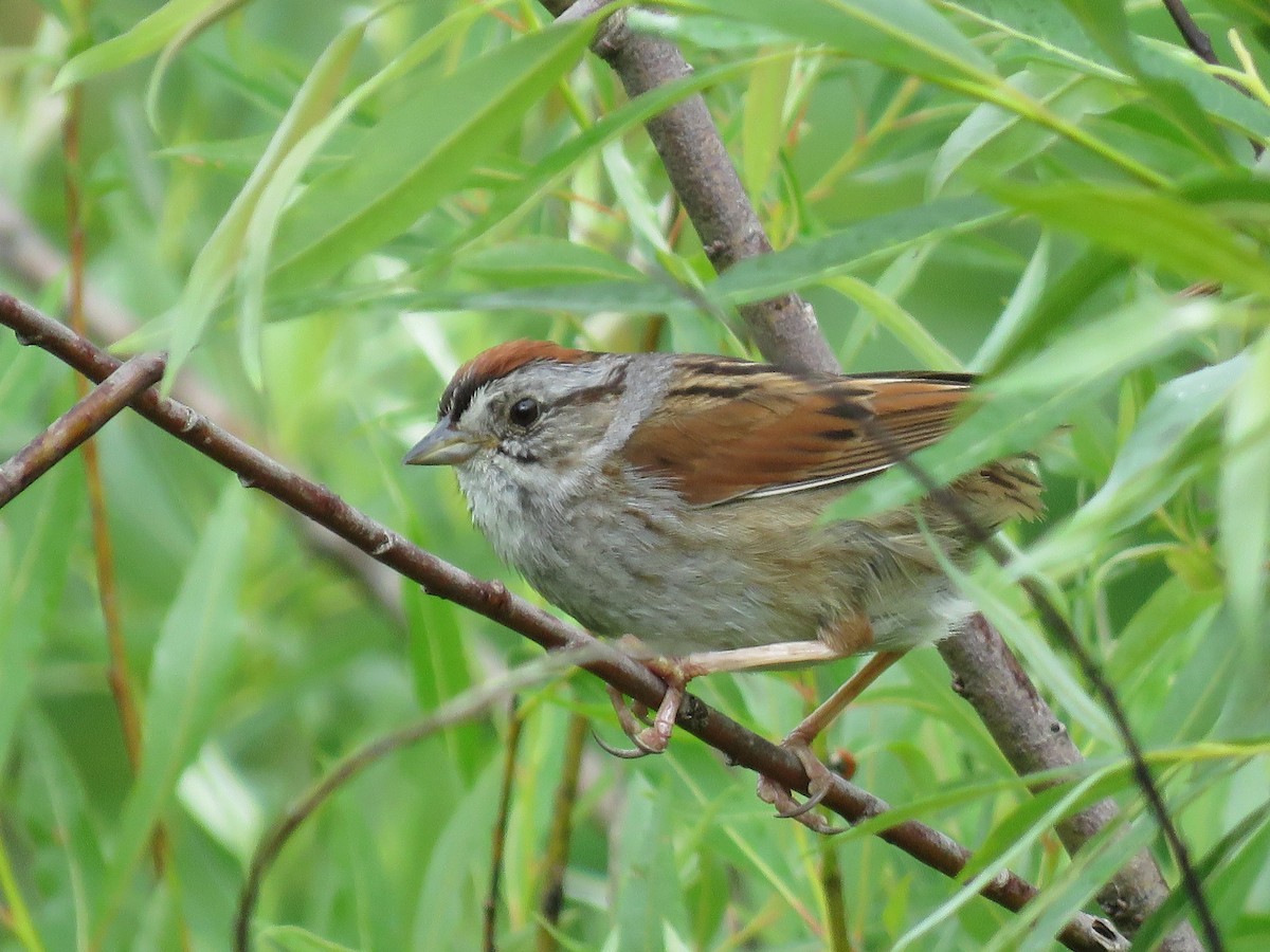 Swamp Sparrow - ML620149490