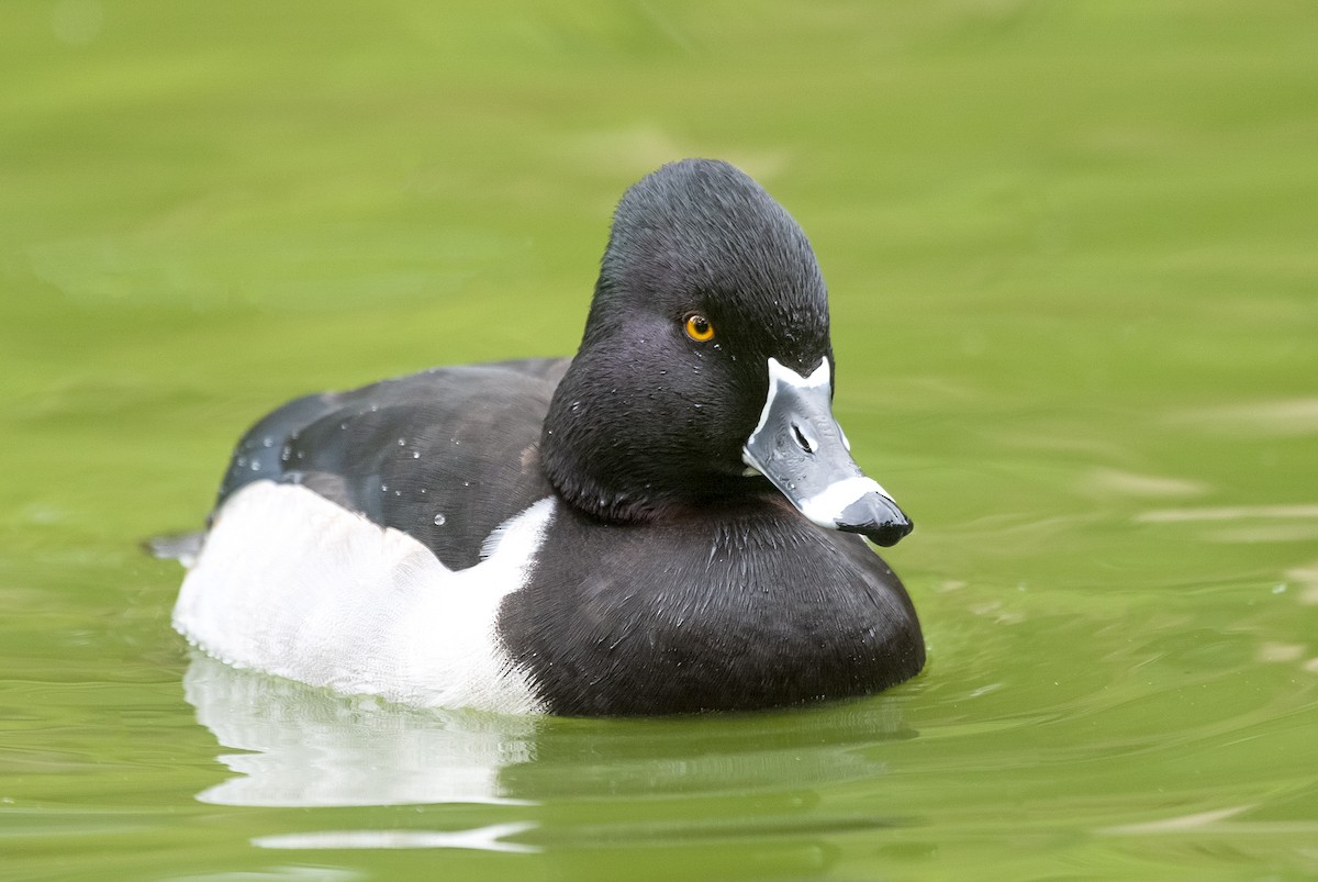 Ring-necked Duck - ML620149511