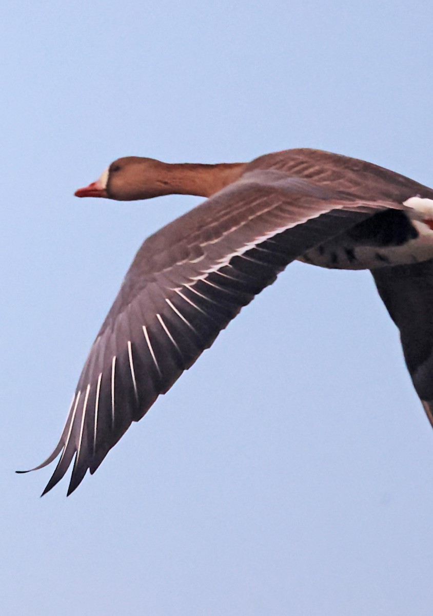 Greater White-fronted Goose - ML620149522