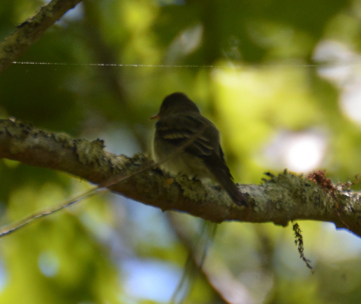 Eastern Wood-Pewee - ML620149523