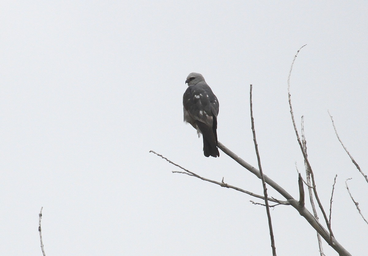 Mississippi Kite - ML620149525