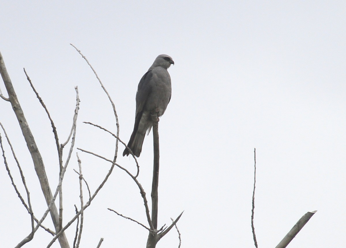 Mississippi Kite - ML620149526