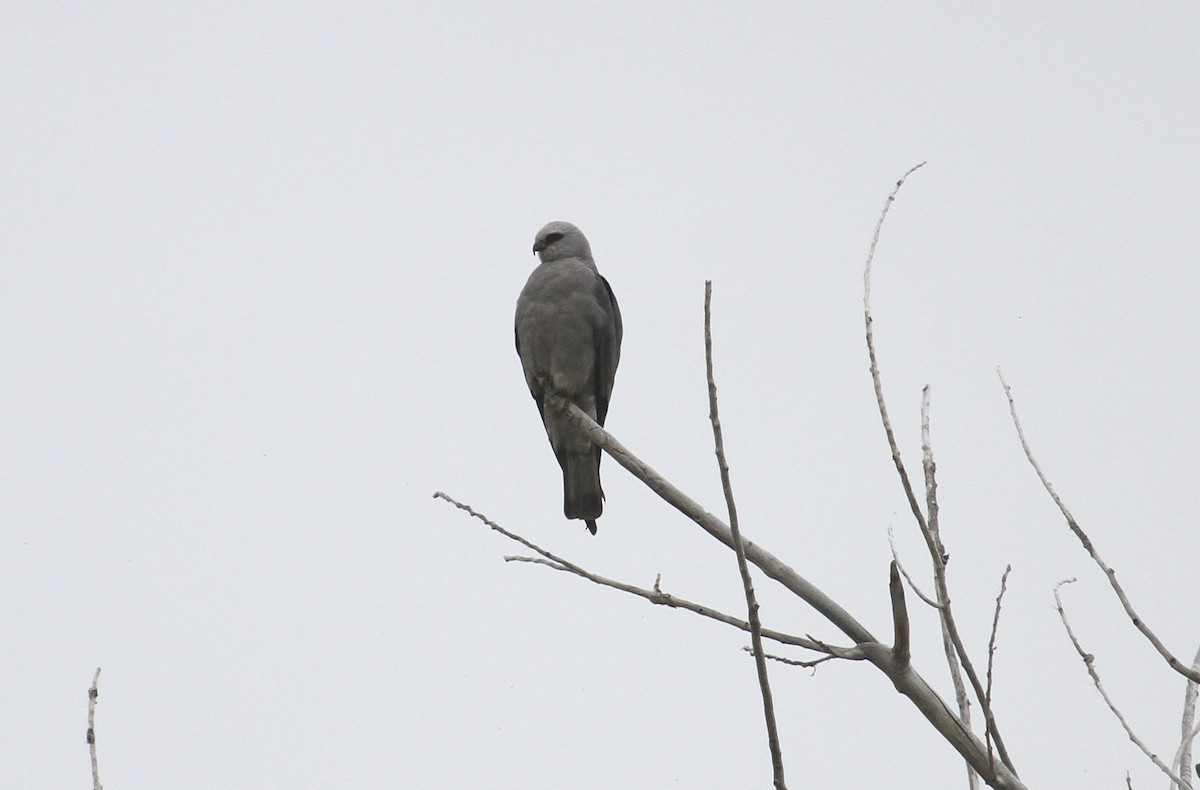 Mississippi Kite - ML620149527