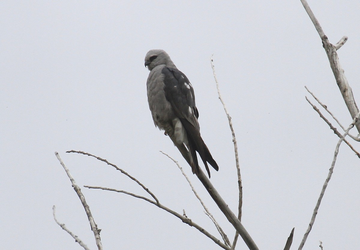 Mississippi Kite - ML620149528