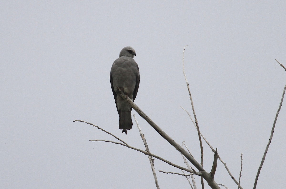 Mississippi Kite - ML620149529