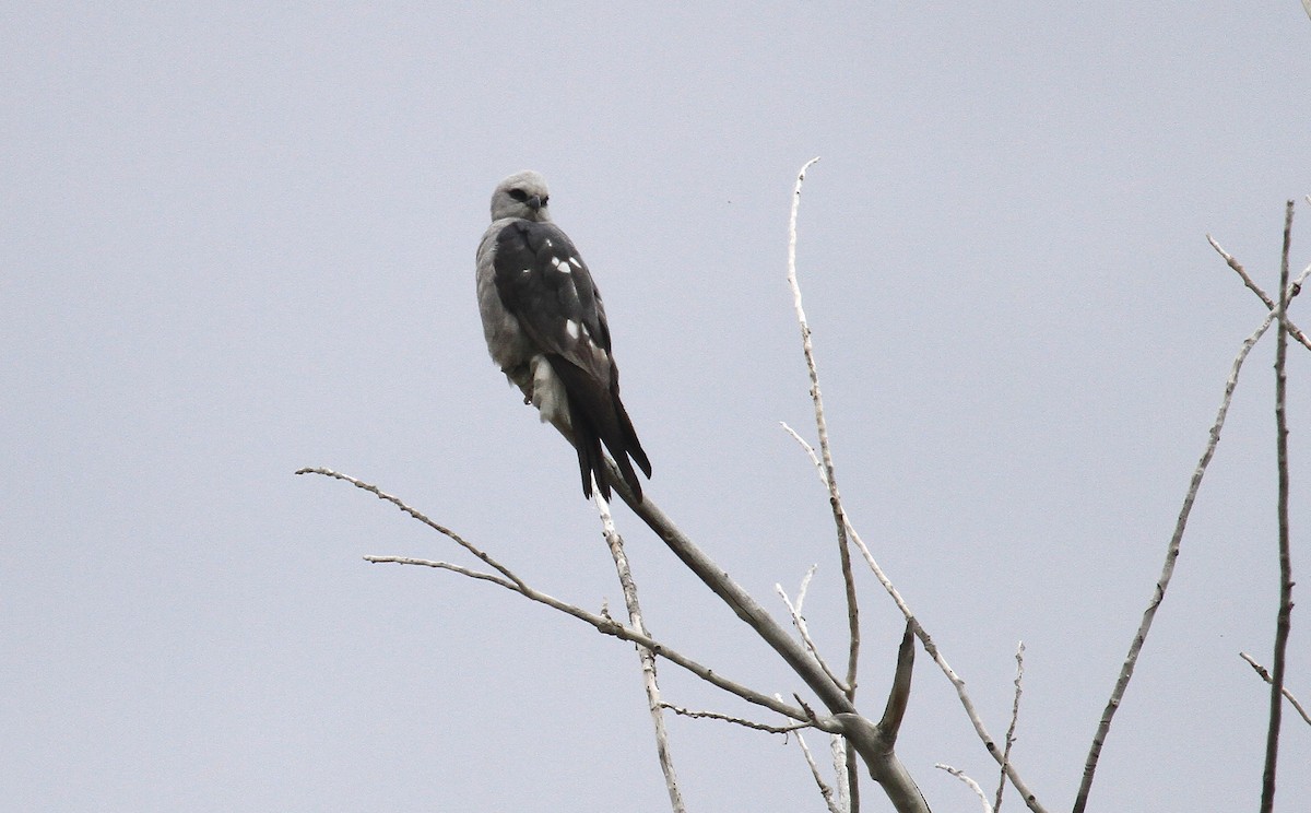 Mississippi Kite - ML620149531