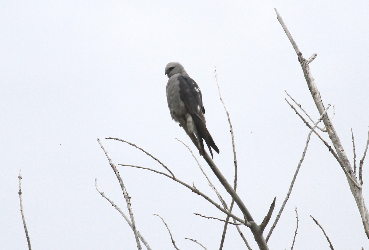 Mississippi Kite - ML620149532