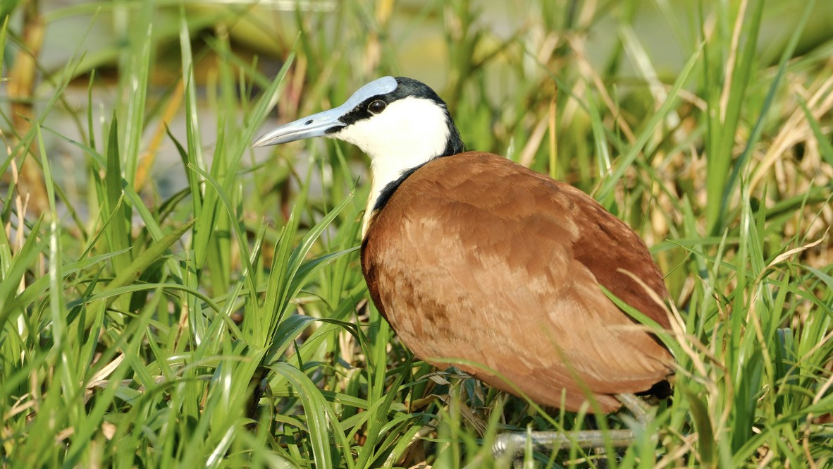 Jacana à poitrine dorée - ML620149557