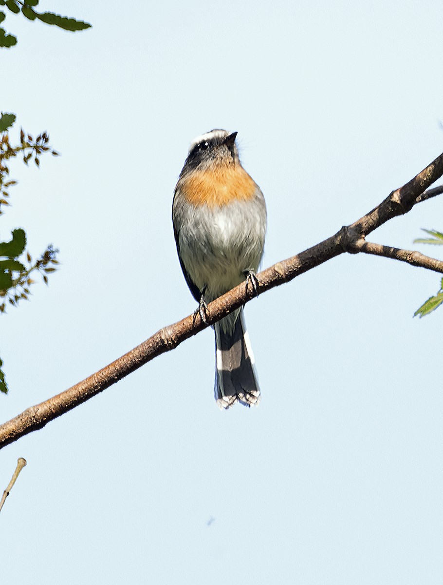 Rufous-breasted Chat-Tyrant - ML620149569