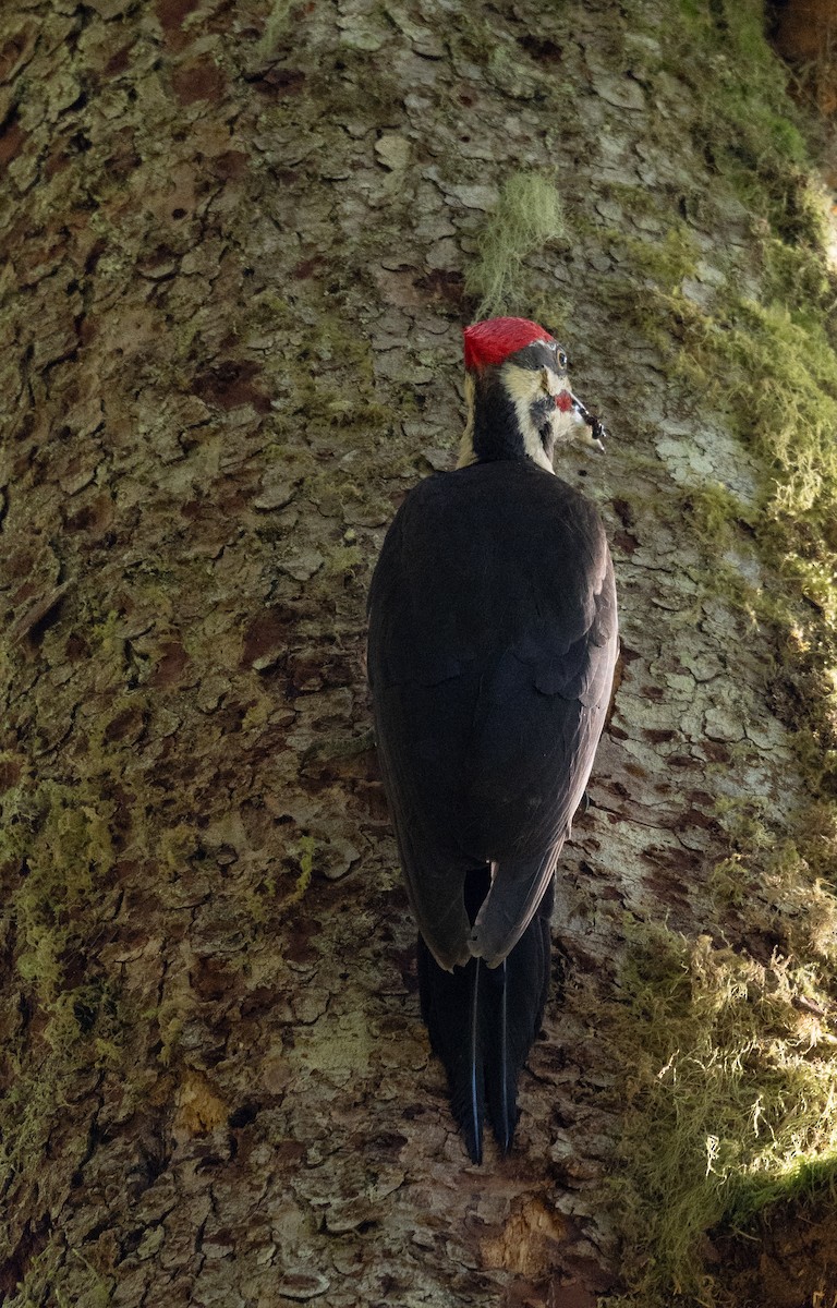 Pileated Woodpecker - ML620149571
