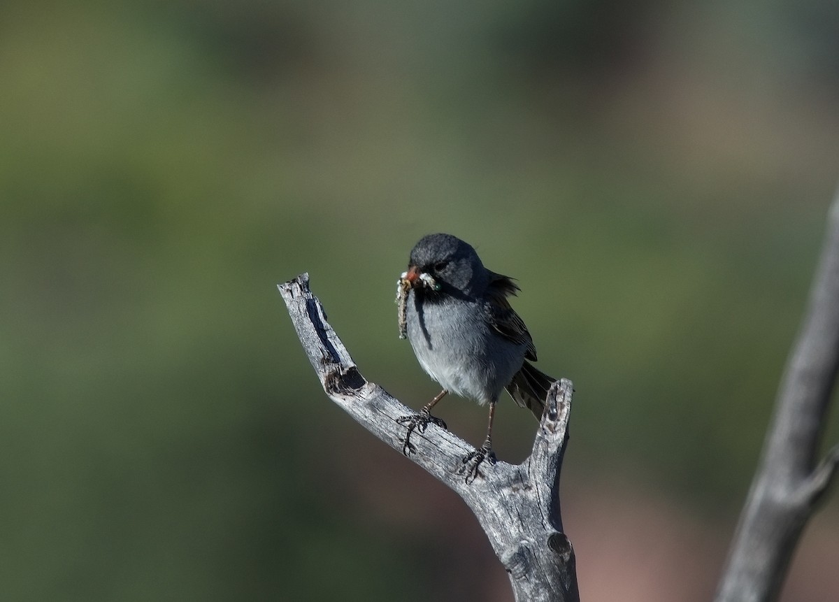 Black-chinned Sparrow - ML620149576