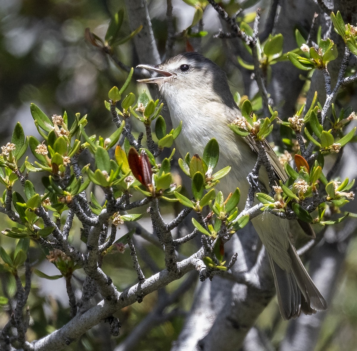 Warbling Vireo - ML620149578