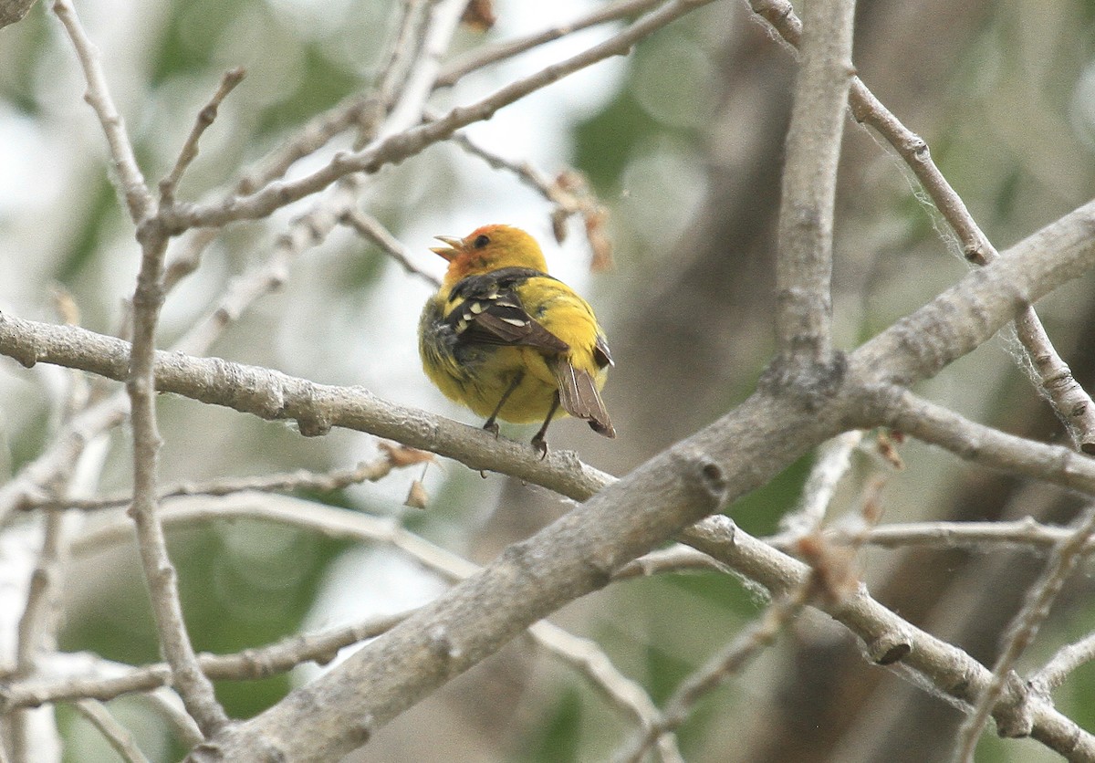 Western Tanager - ML620149581