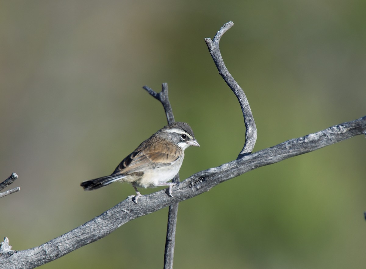 Black-throated Sparrow - ML620149583